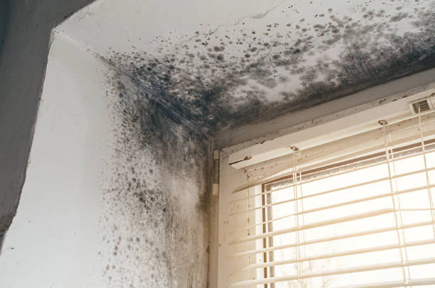 Affordable Mold Cleanup solutions in Friendsville, MD