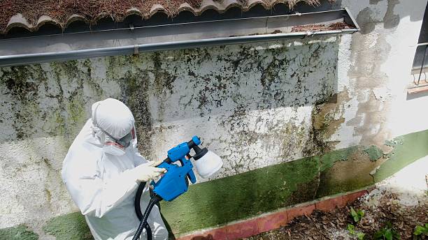 Top rated local Mold Cleanup specialists in Friendsville, MD
